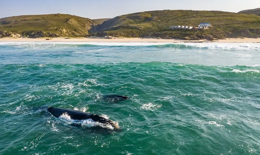 Южные гладкие киты, Херманус, ЮАР, Африка