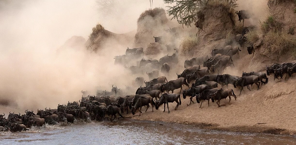 сафари в Африке, Масаи Мара, Кения, антилопы гну
