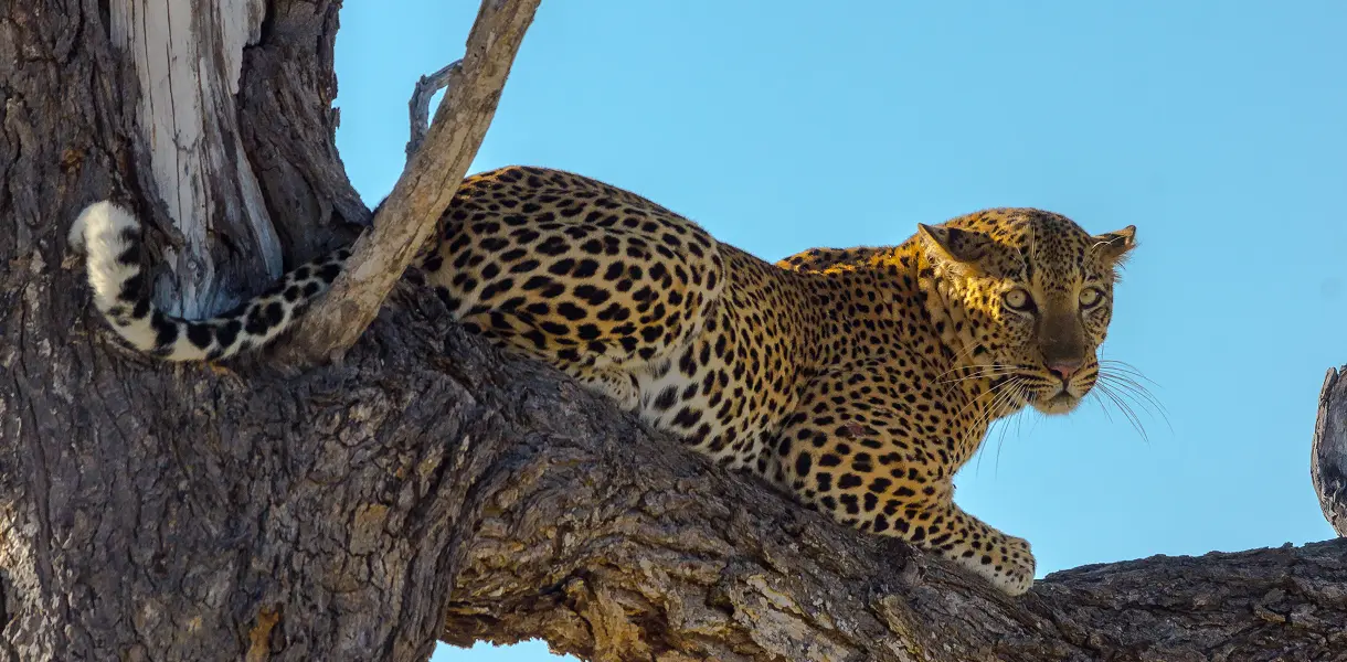 Танзания, сафари в Африке, парк Селу, леопард
