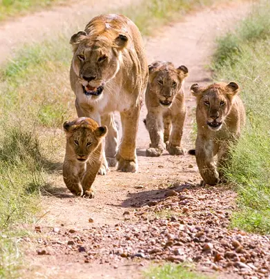 сафари в Африке, парк Серенгети, львица, львята, Танзания