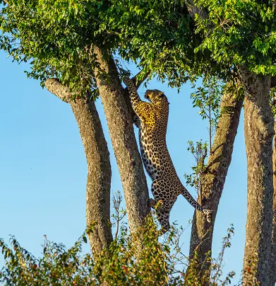 Сафари в Африке, парк Масаи Мара, Кения, леопард