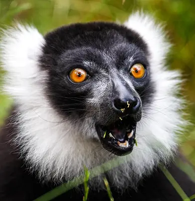 lemur 3 gigapixel cgi 1x
