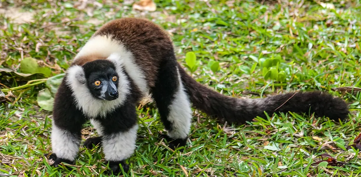 lemur-5-gigapixel-cgi-1220w