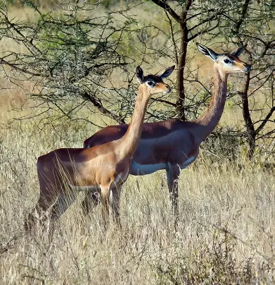Сафари в Африке, геренук, жирафовая газель, парк Самбуру, Кения