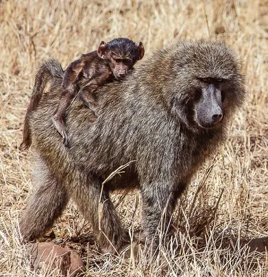 Сафари в Африке, Руанда, трекинг с гориллами, парк Вулканос, Руанда