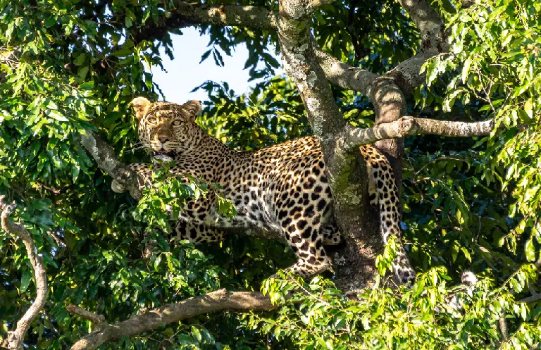 леопард, парк Масаи Мара, Кения, сафари в Африке