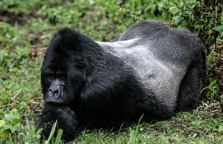 Руанда, треккинг с гориллами, Африка, парк Вулканос