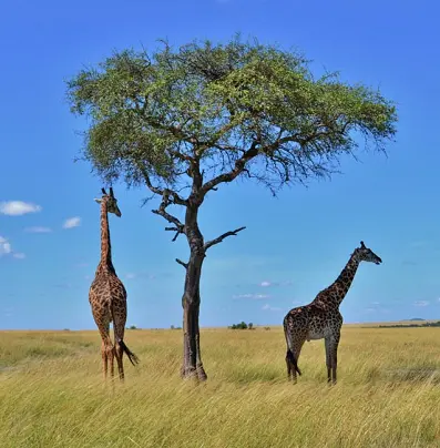 сафари в Африке, Танзания, парк Серенгети, жирафы