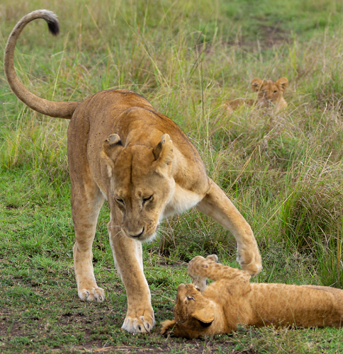 Львица, парк Масаи Мара, Кения, Африка, сафари, львенок