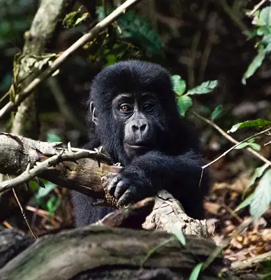 Детеныш горной гориллы, парк Вулканос, Руанда, треккинг с гориллами