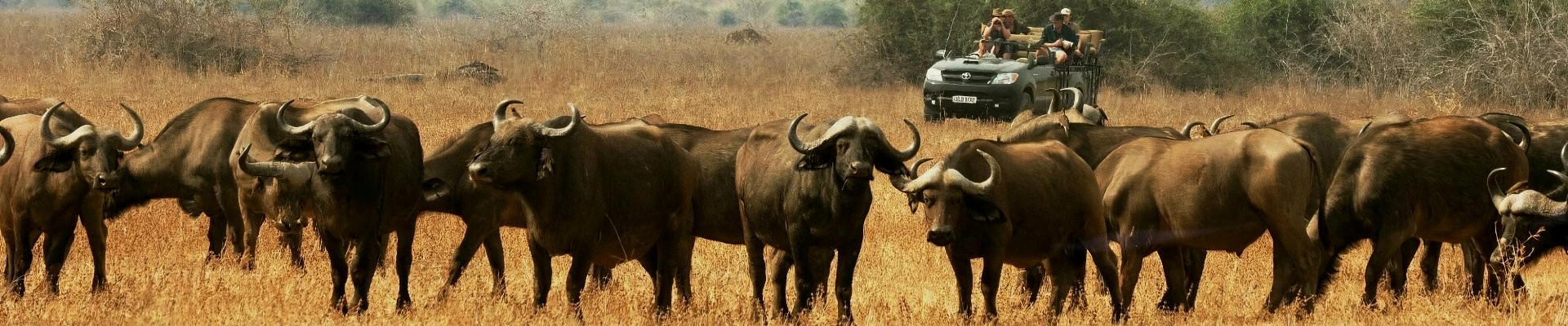 Стадо буйволов, парк Южная Луангва, Замбия, Африка, сафари, тур в Африку