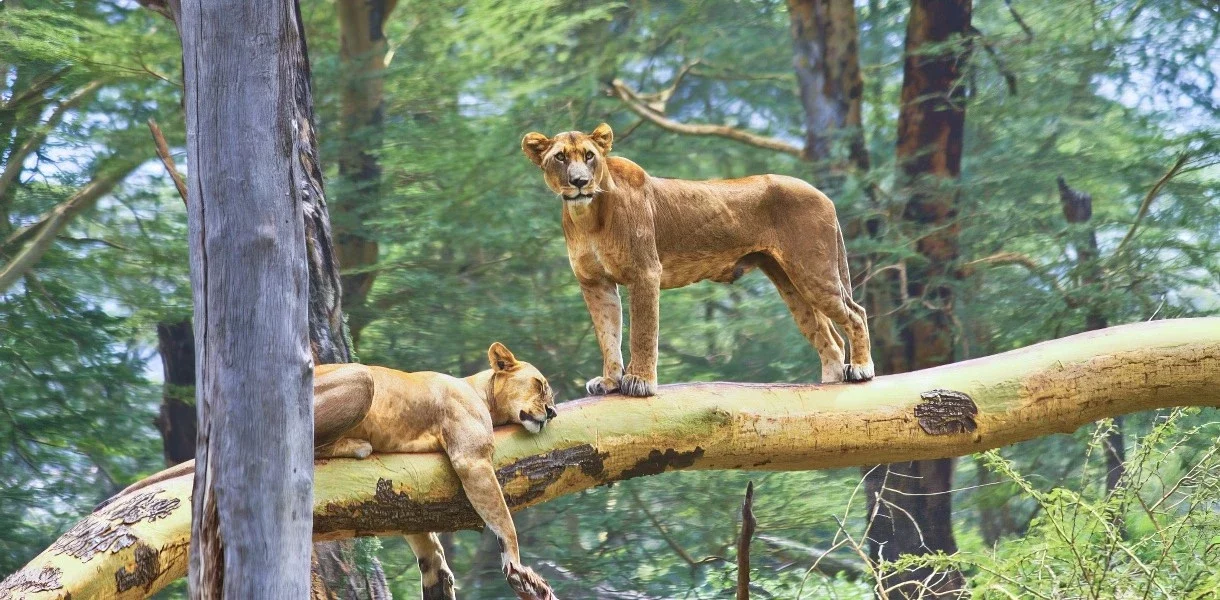 сафари в Африке, парк Маньяра, Танзания, львицы на дереве